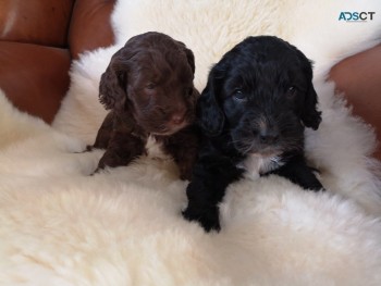 Beautiful F1b Cockapoo Puppies Available