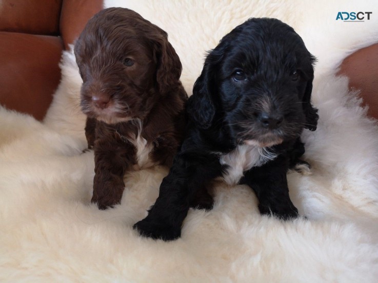 Beautiful F1b Cockapoo Puppies Available