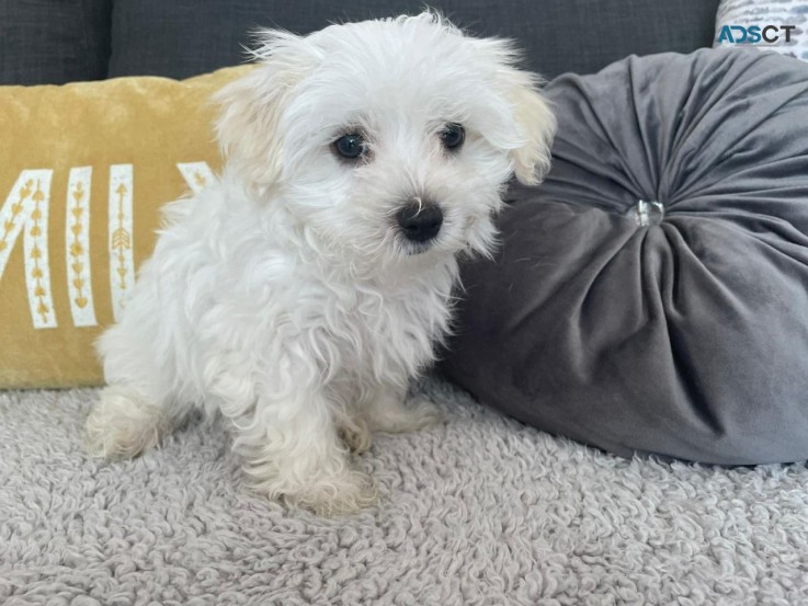 Healthy 12 week old Maltese puppies