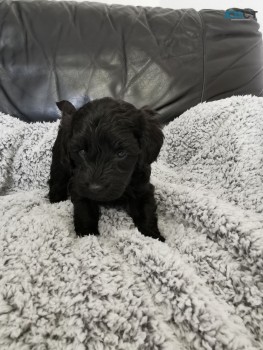 Beautiful F1b Cockapoo Puppies Available