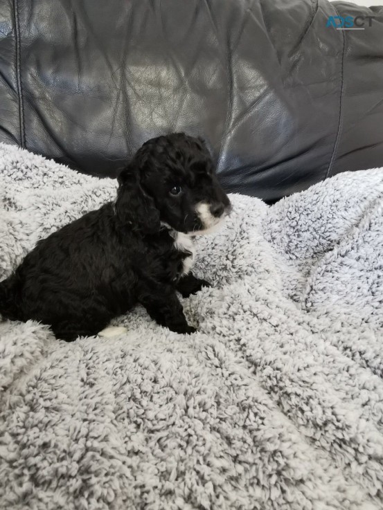 Beautiful F1b Cockapoo Puppies Available