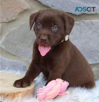 Cute Labrador puppies for sale 