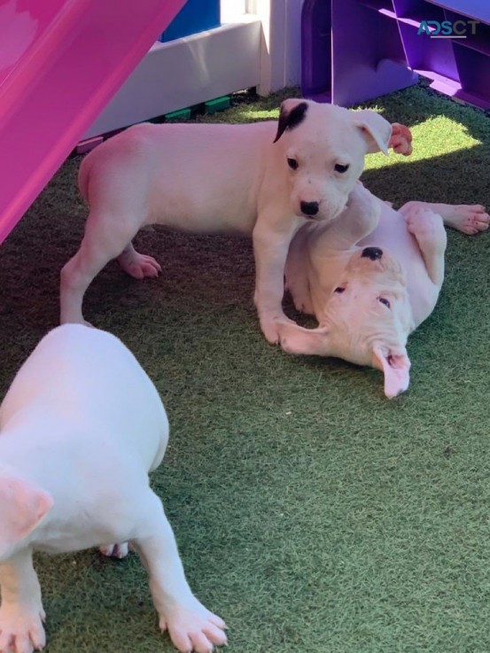 American Bulldog Puppies