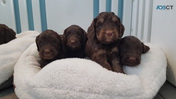 Beautiful F1b Cockapoo Puppies Available