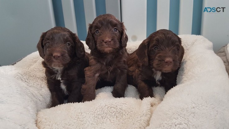 Beautiful F1b Cockapoo Puppies Available