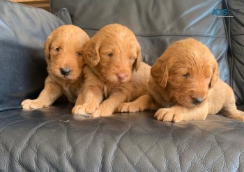 Sweet Labradoodle  Puppies