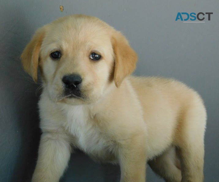 AKC Labrador puppies for sale 