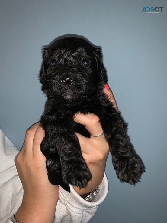 Beautiful F1b Cockapoo Puppies Available