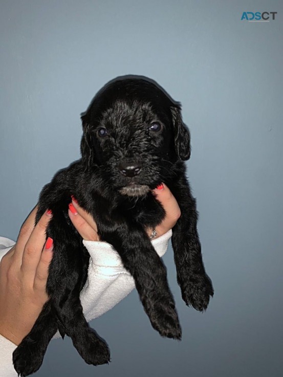 Beautiful F1b Cockapoo Puppies Available