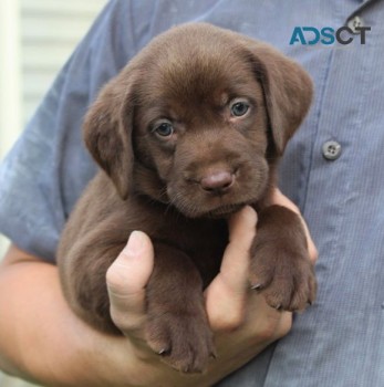 QW Labrador puppies for sale 