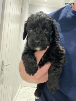 Beautiful F1b Cockapoo Puppies Available