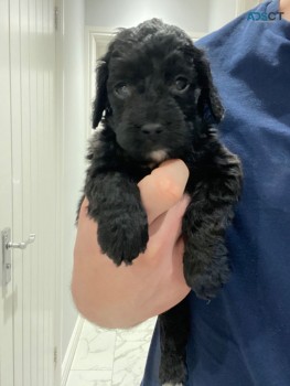 Beautiful F1b Cockapoo Puppies Available