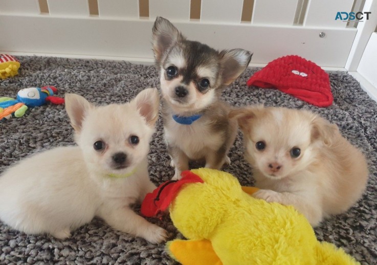 Healthy Home Trained Chihuahua  Puppies