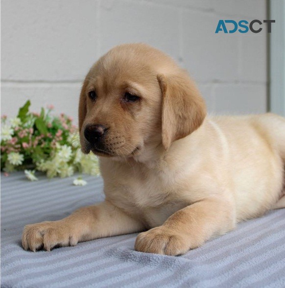 qr Labrador puppies for sale 