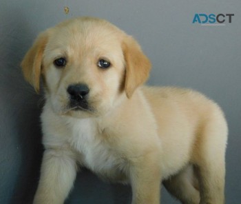 qt Labrador puppies for sale 