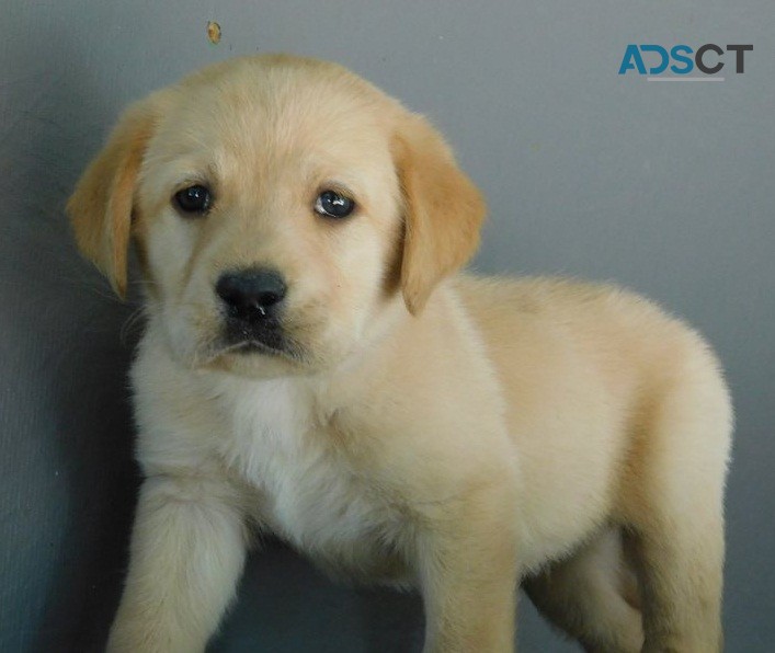 qt Labrador puppies for sale 