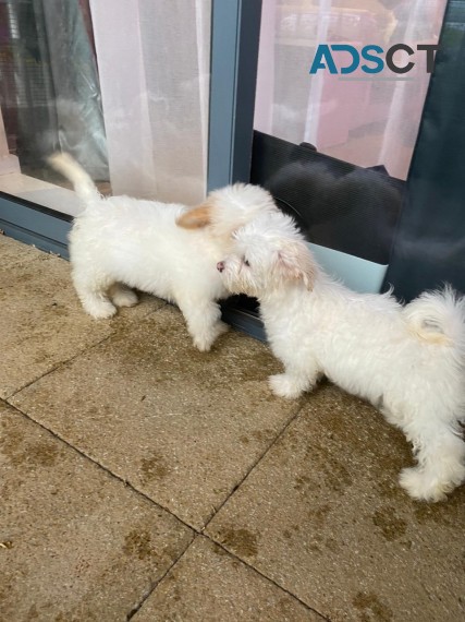 Adorable male and female Bichon frise pu