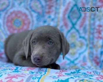 QY Labrador puppies for sale 