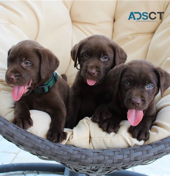 Aw Labrador puppies for sale 