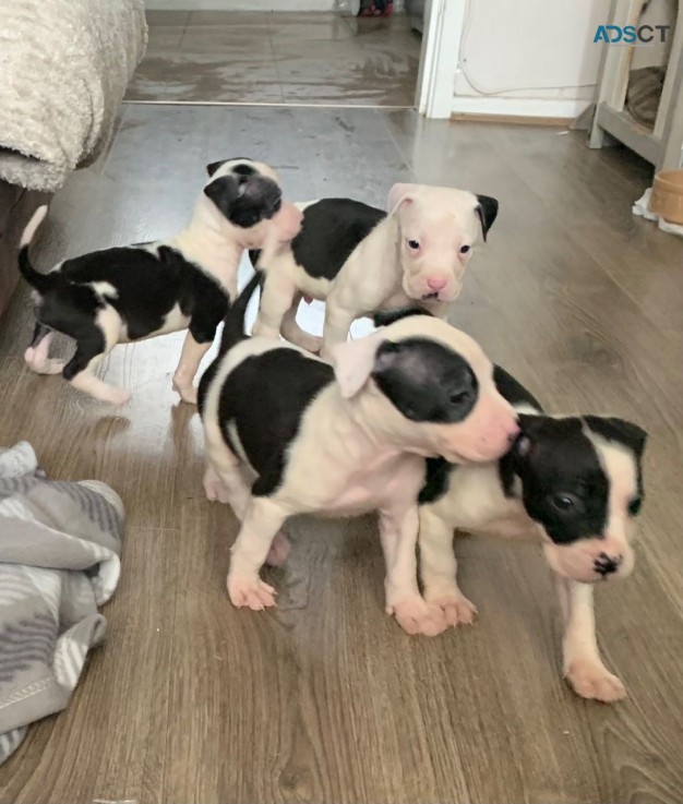 American bully  puppies