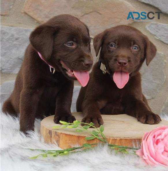 Au Labrador puppies for sale 