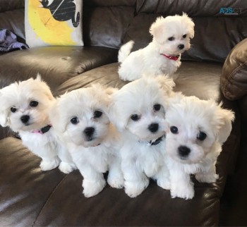 Healthy 12 week old Maltese puppies