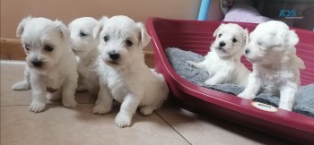 Maltese Puppies With Champion Blood Line