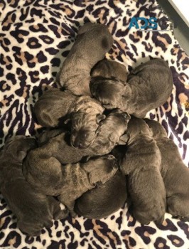 AKC Cane Corso puppies for sale