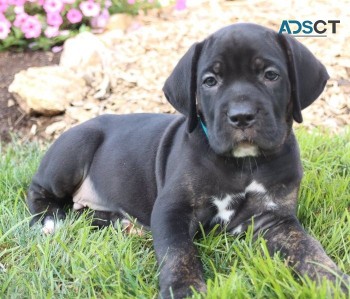 Nice Cane Corso puppies for sale