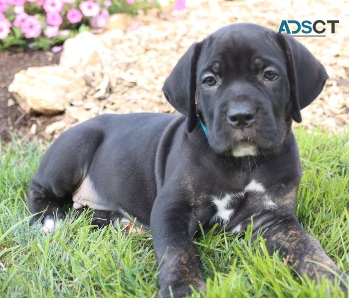 Nice Cane Corso puppies for sale