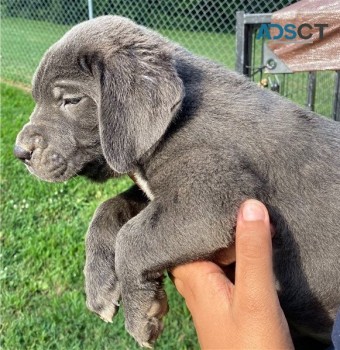 Sweet Cane Corso puppies for sale