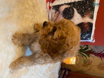 Playful  Cavapoo  Puppies for sale