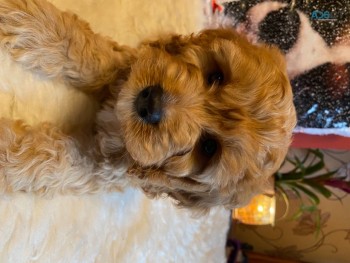 Playful  Cavapoo  Puppies for sale