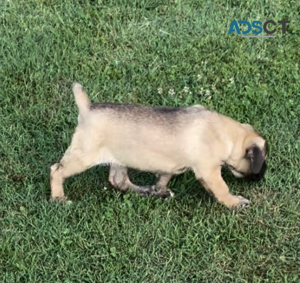 Sw Cane Corso puppies for sale