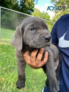 Healthy Cane Corso puppies for sale