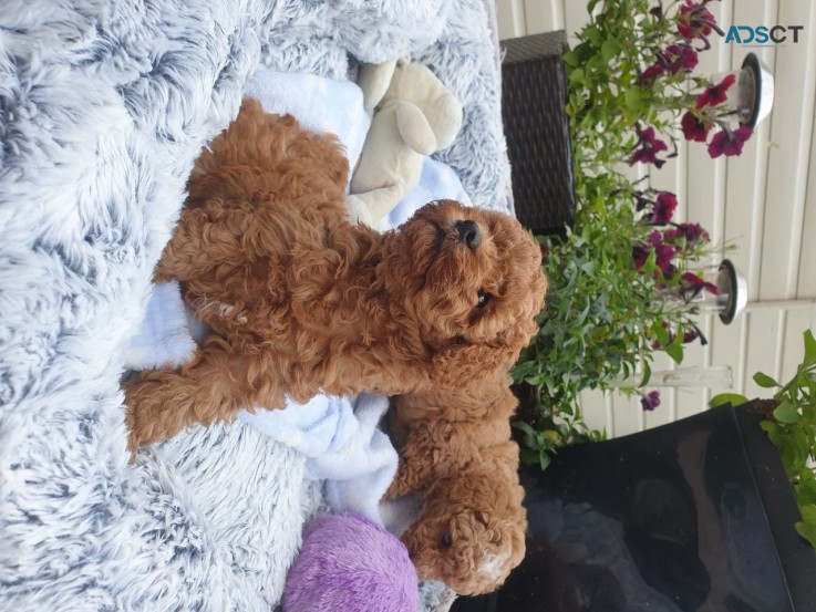 Playful  Cavapoo  Puppies for sale