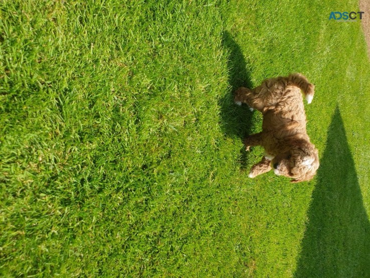 Playful  Cavapoo  Puppies for sale