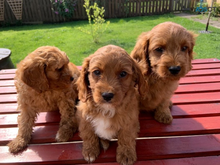 Cute and Adorable Cavapoo  Puppies