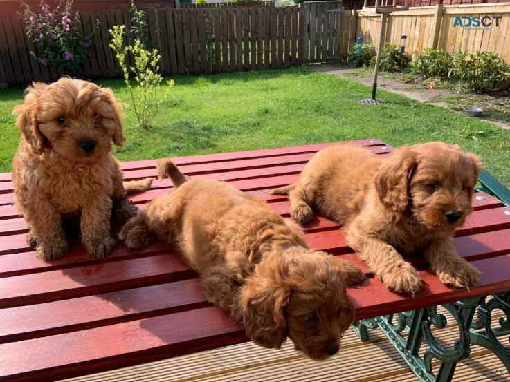 Cute and Adorable Cavapoo  Puppies