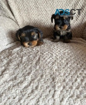 Yorkshire Terrier puppies for sale