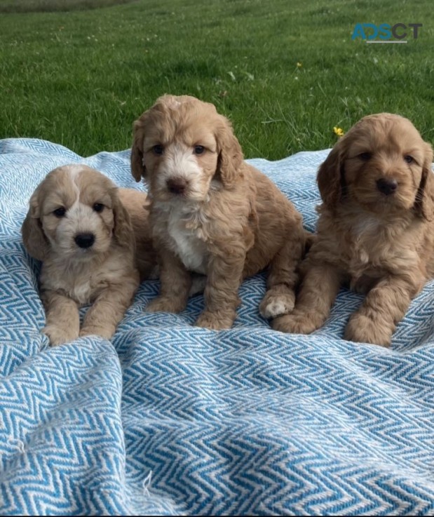 Stunning Dna Clear Cavapoo Puppies