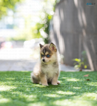 pomsky