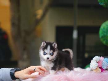 pomsky