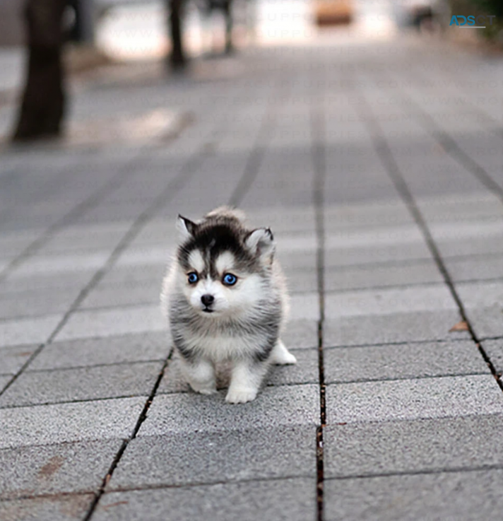 pomsky