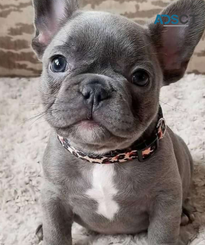 French bulldog puppies for sale