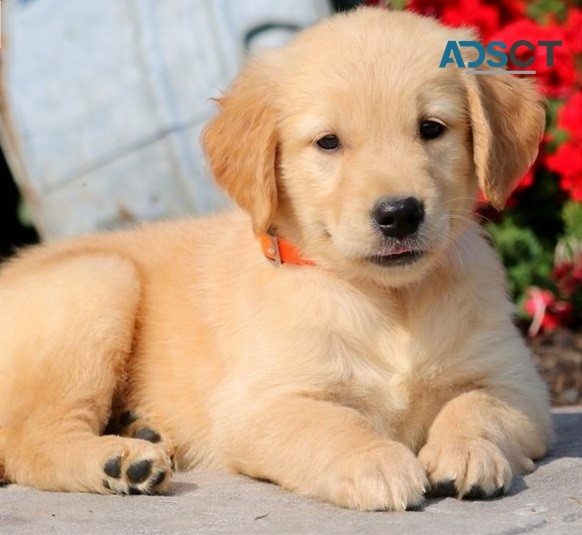 Golden Retriever puppies available