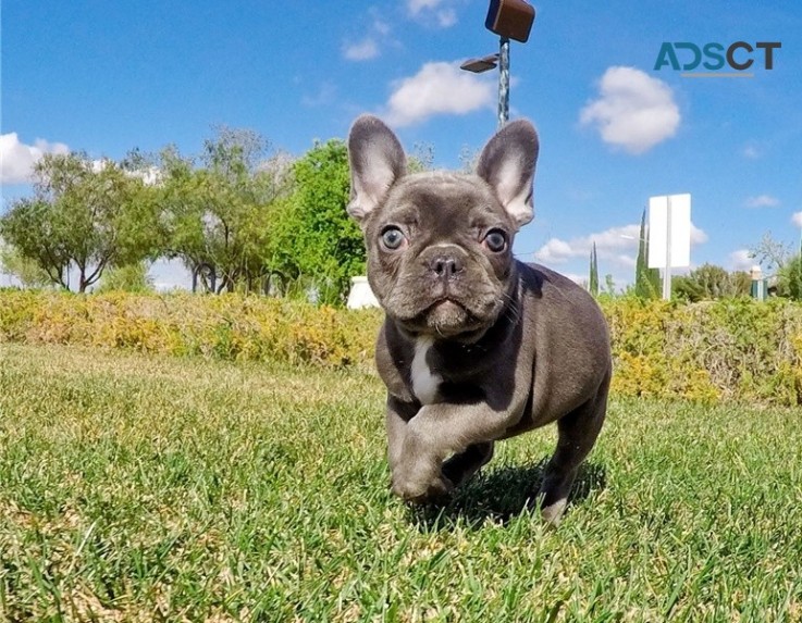 French bulldog puppies available