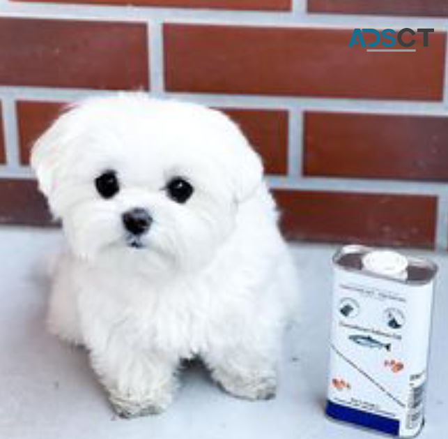 MALTESE PUPPIES FOR SALE