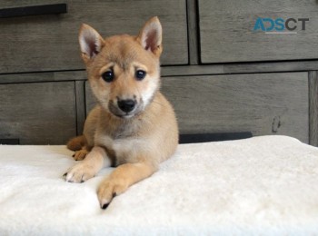 Shiba inu puppies available