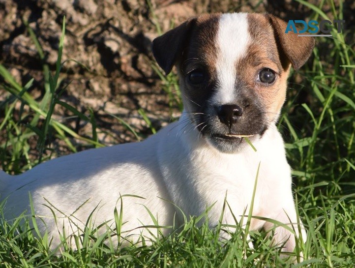 Jack russell puppies available